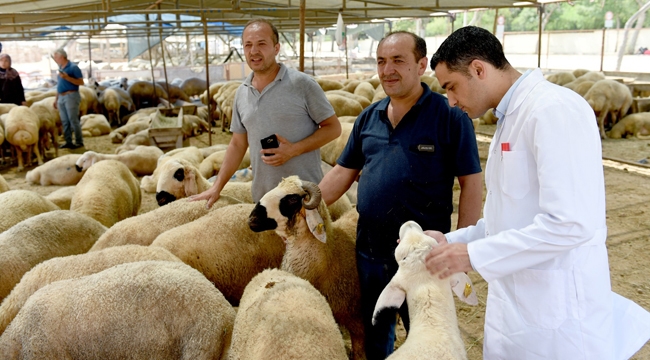 Seyhan'da 4 bin kesim yapıldı